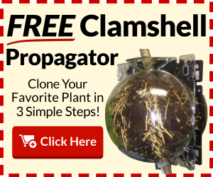 Free Clamshell Propagator