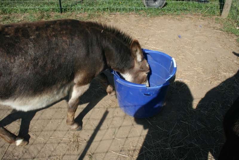 Donkey with bucket